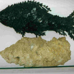 pesce
